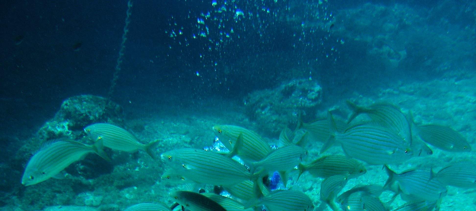 精彩的双罐全日潜水之旅