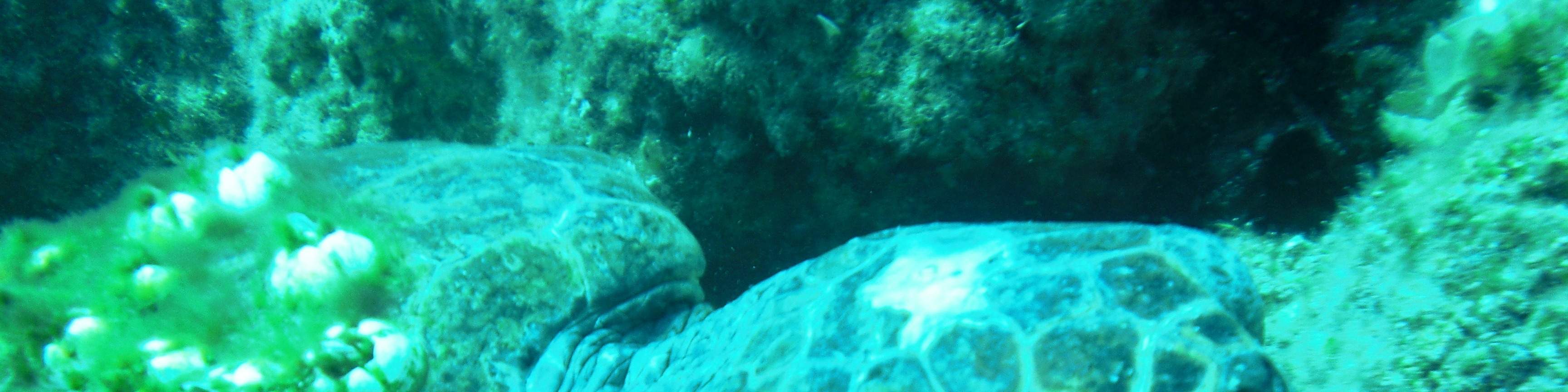 精彩的双罐全日潜水之旅