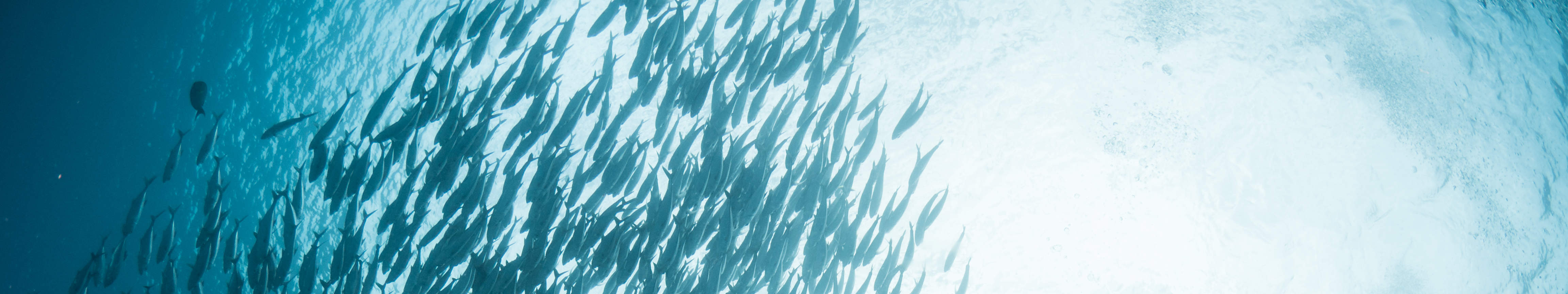 시파단 펀 다이빙 당일 여행