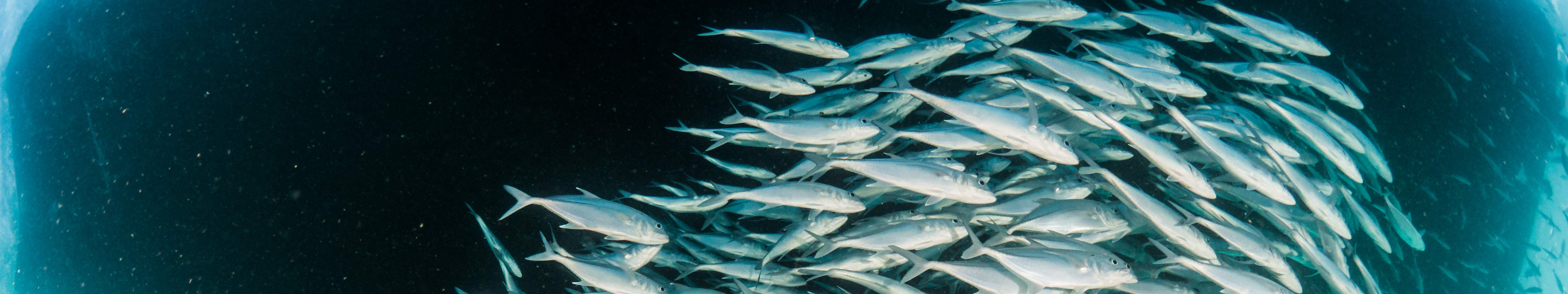 センポルナ ファンダイブ ダイブ トリップ