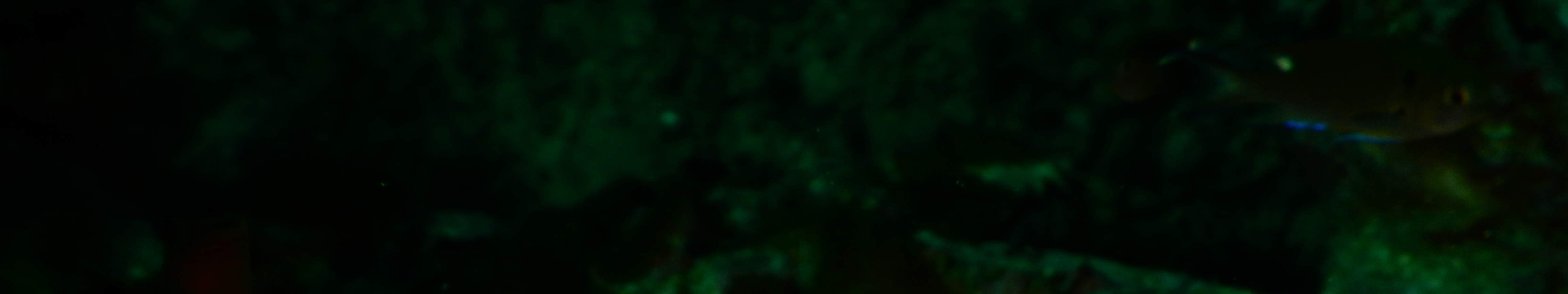 PADI Open Water Diver [eLearning]