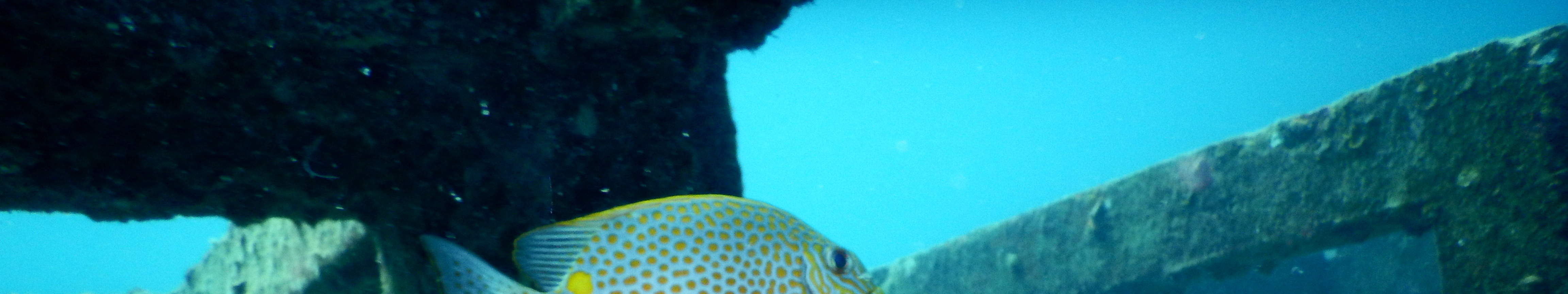 PADI Enriched Air Diver (Nitrox)