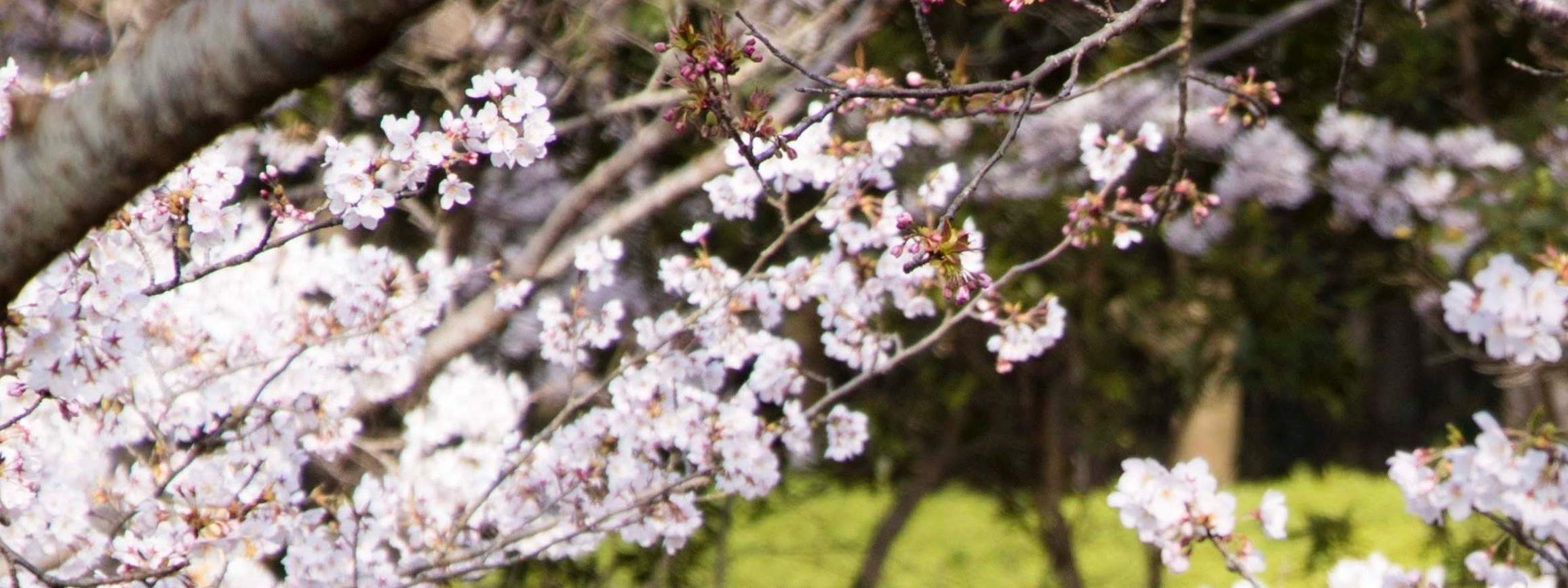 Nijigen No Mori Crayon Shin-Chan Adventure Park Ticket