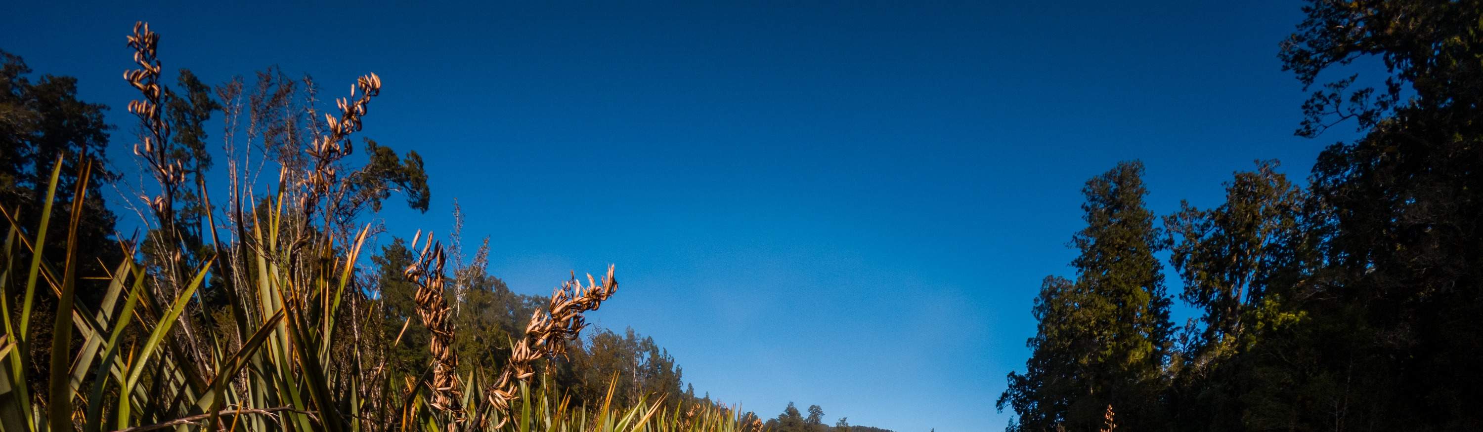 Исследуйте тропический лес и заповедник киви.