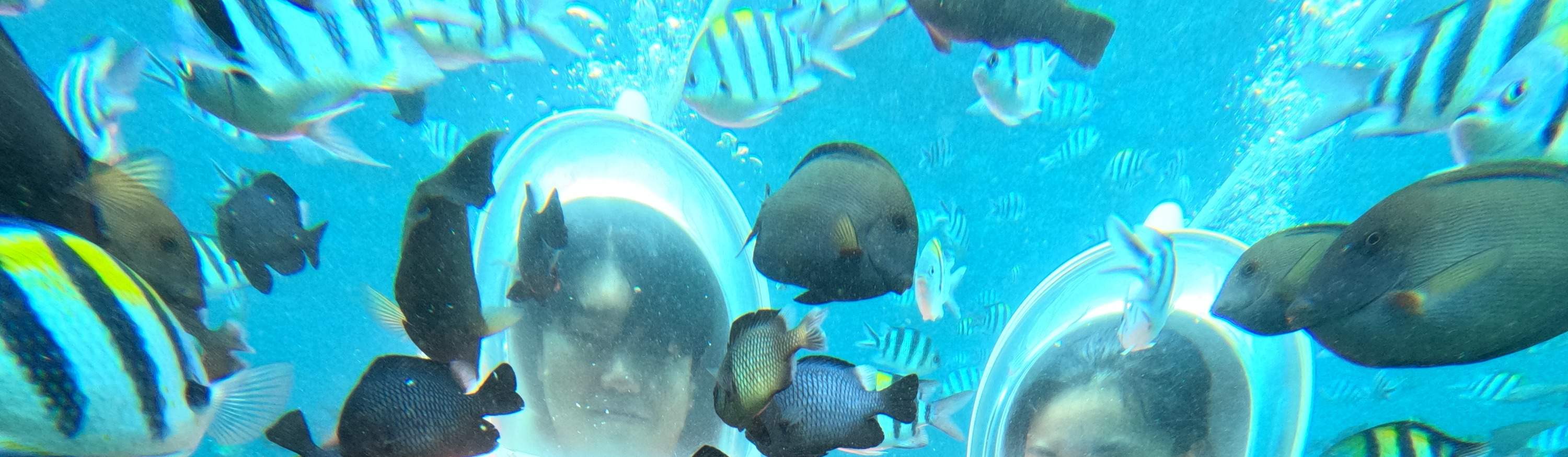 눈부신 바다 전망을 감상하고 다채로운 해양 생물을 만나보세요!