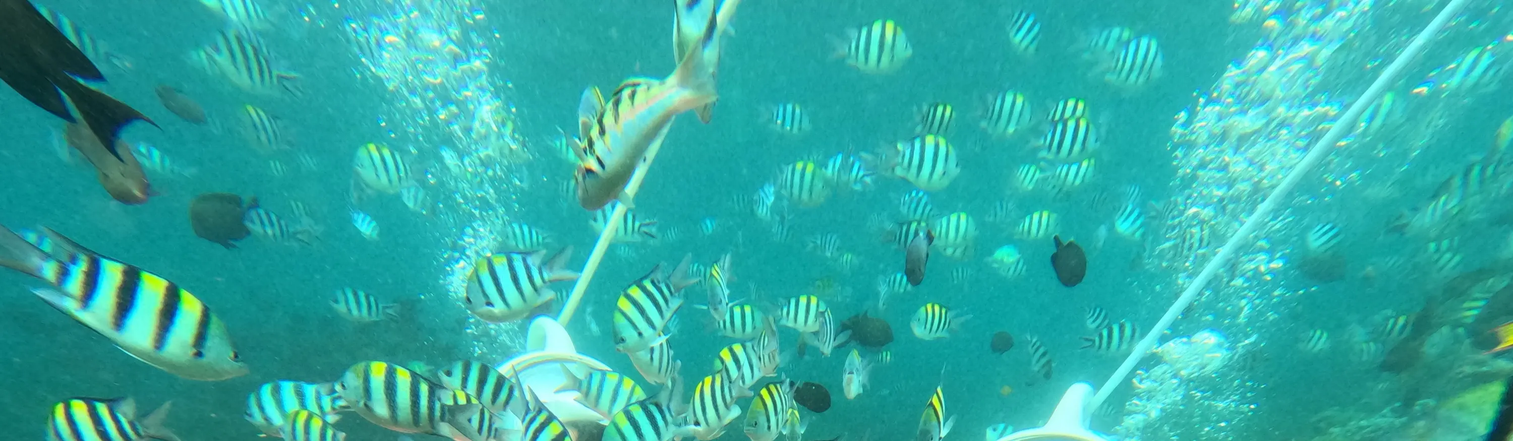 与 Bali Seawalker 一起体验水下行走的刺激
