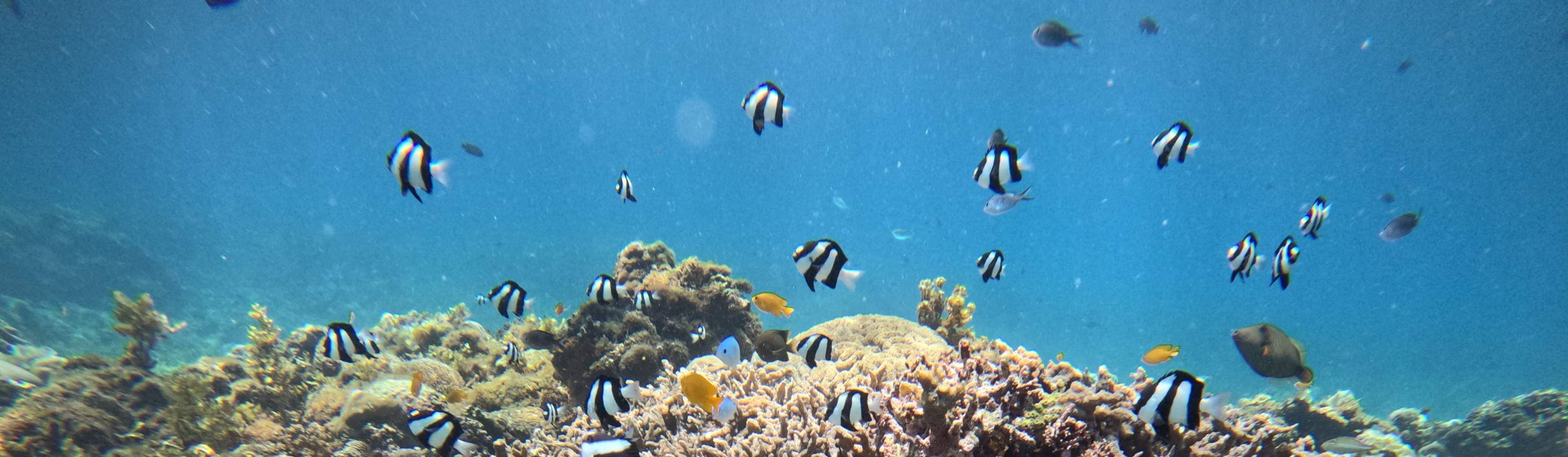 산호의 꿈의 세계로 뛰어드세요. 🐠🌟 #수중모험 #산호초