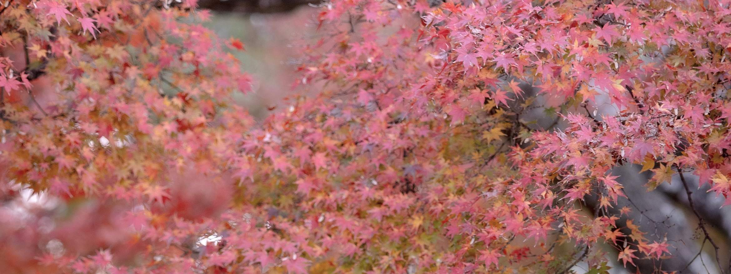 교토 사진 서비스