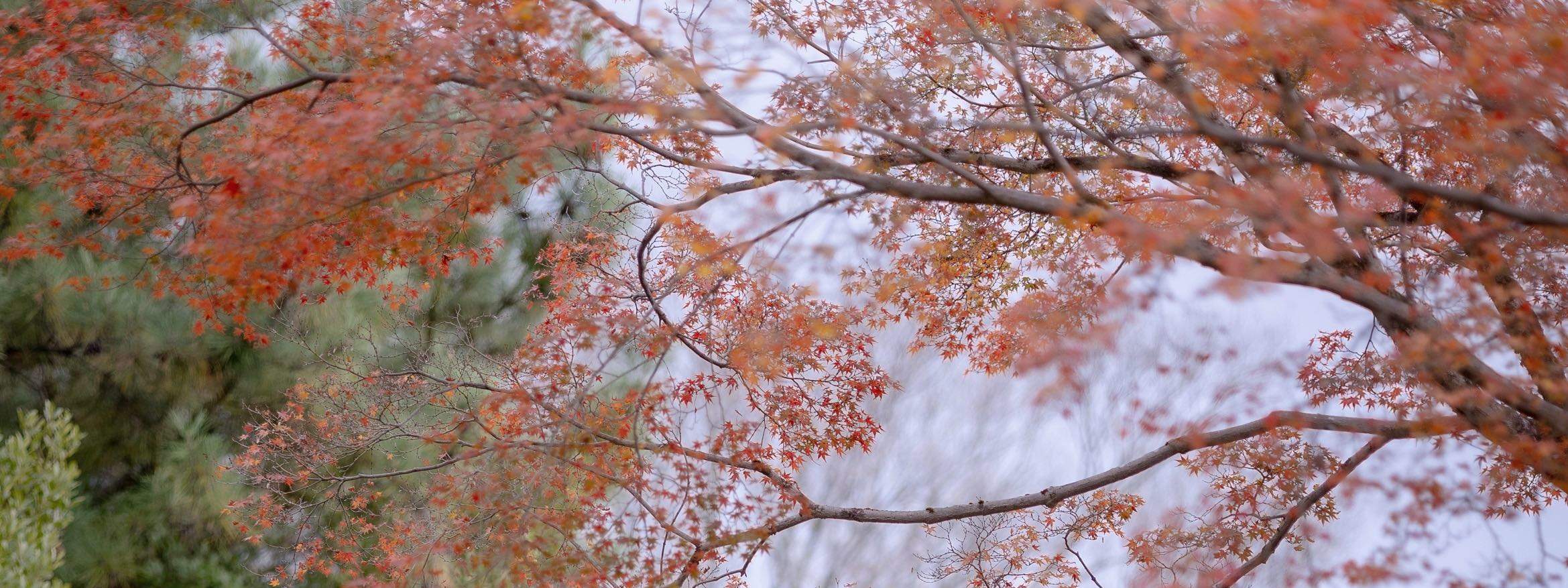 교토 사진 서비스