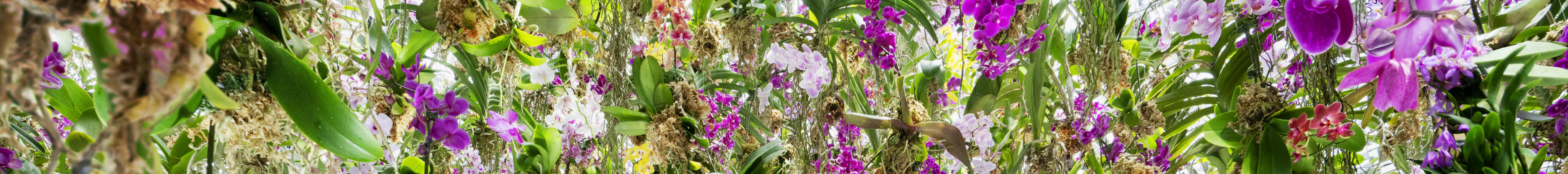 Taman Bunga Terapung: Bunga dan Saya adalah Satu