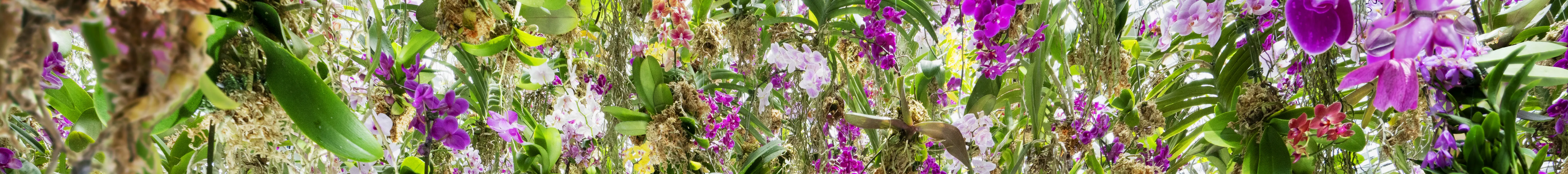 漂浮的花园 ── 花朵与我同根同源，花园与我合为一体