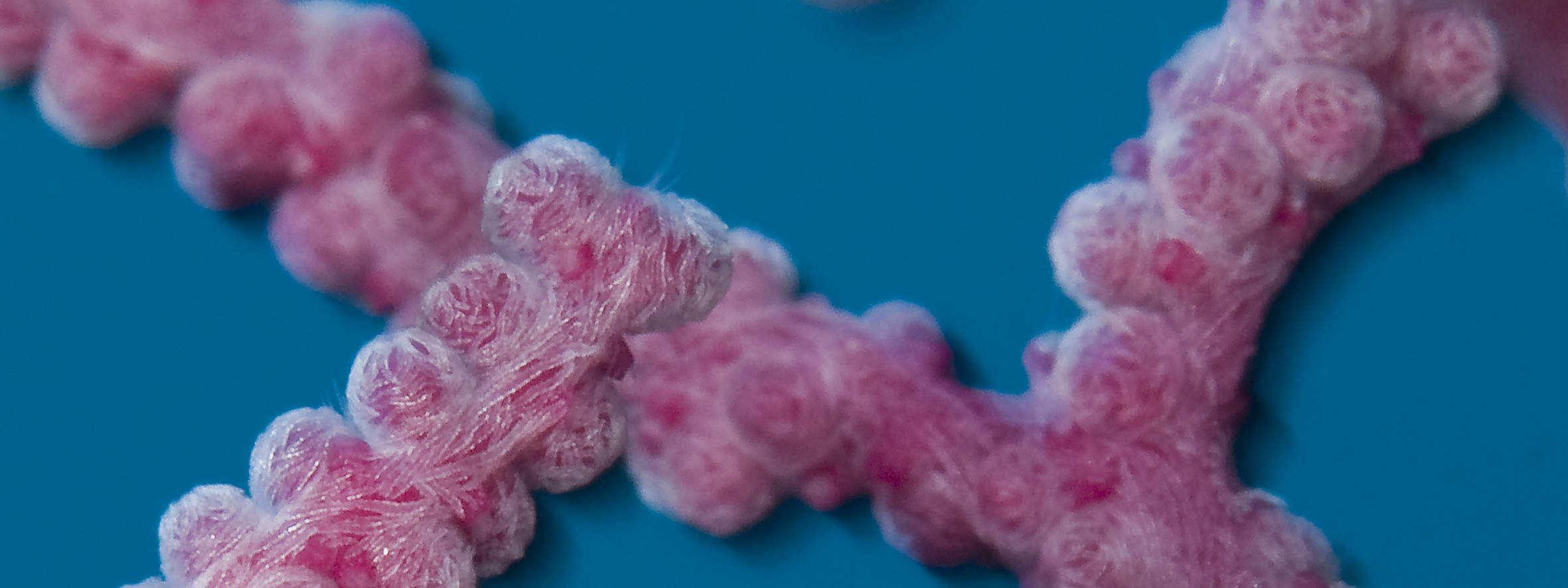 13:00 Tauchen in Cauayan