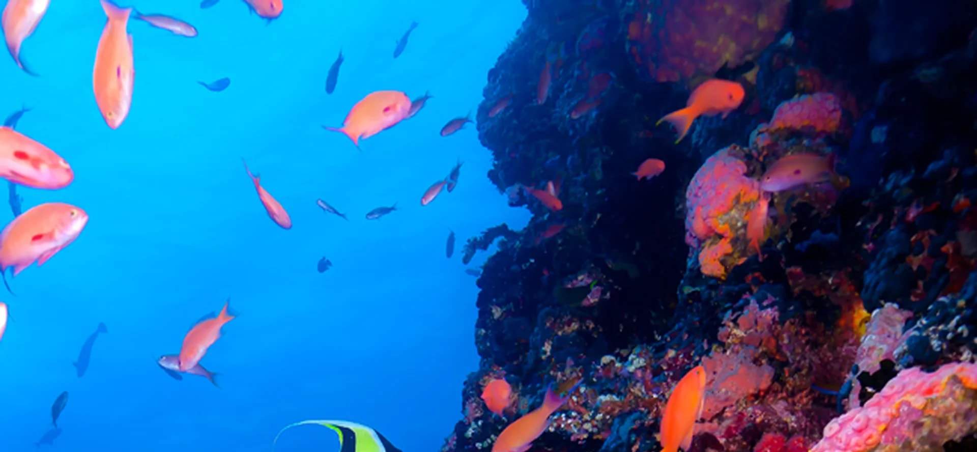 Khám phá các điểm lặn nguyên sơ của Verde Island Passage và chiêm ngưỡng sự đa dạng đáng kinh ngạc của các loài sinh vật biển nơi đây.