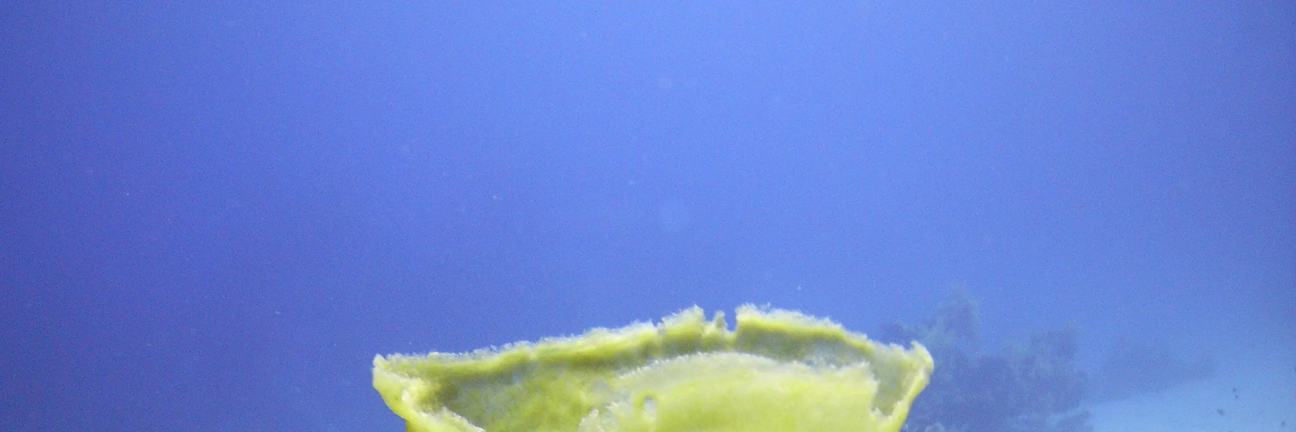 PADI 潜水