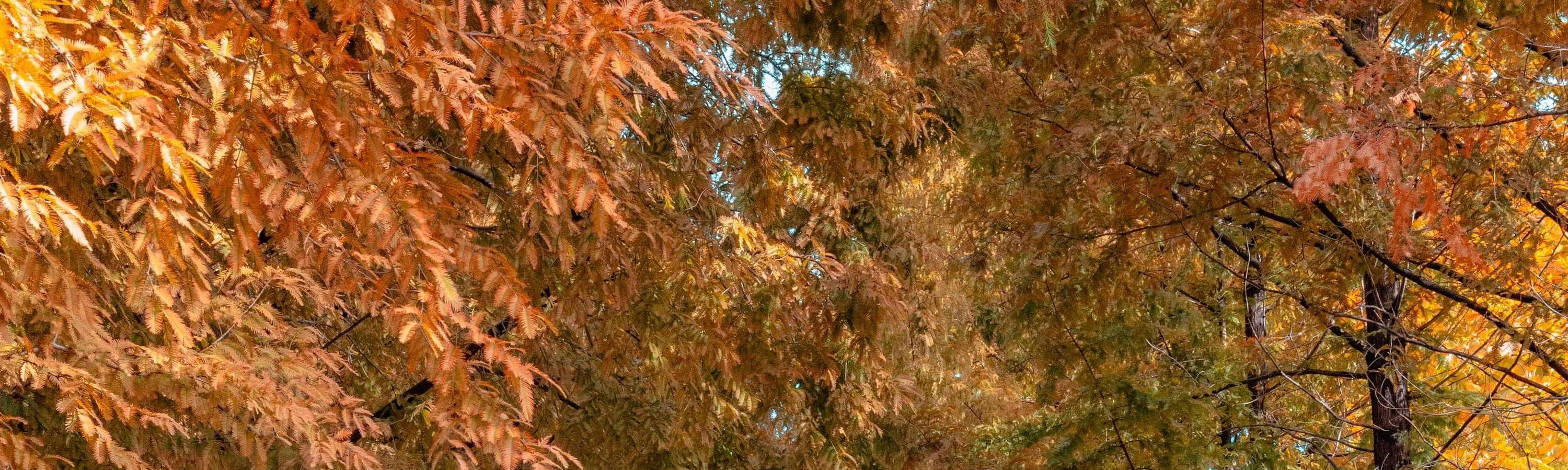 首尔林公园秋日小径——在最适合拍照的首尔林公园步道上捕捉绚丽的秋叶。