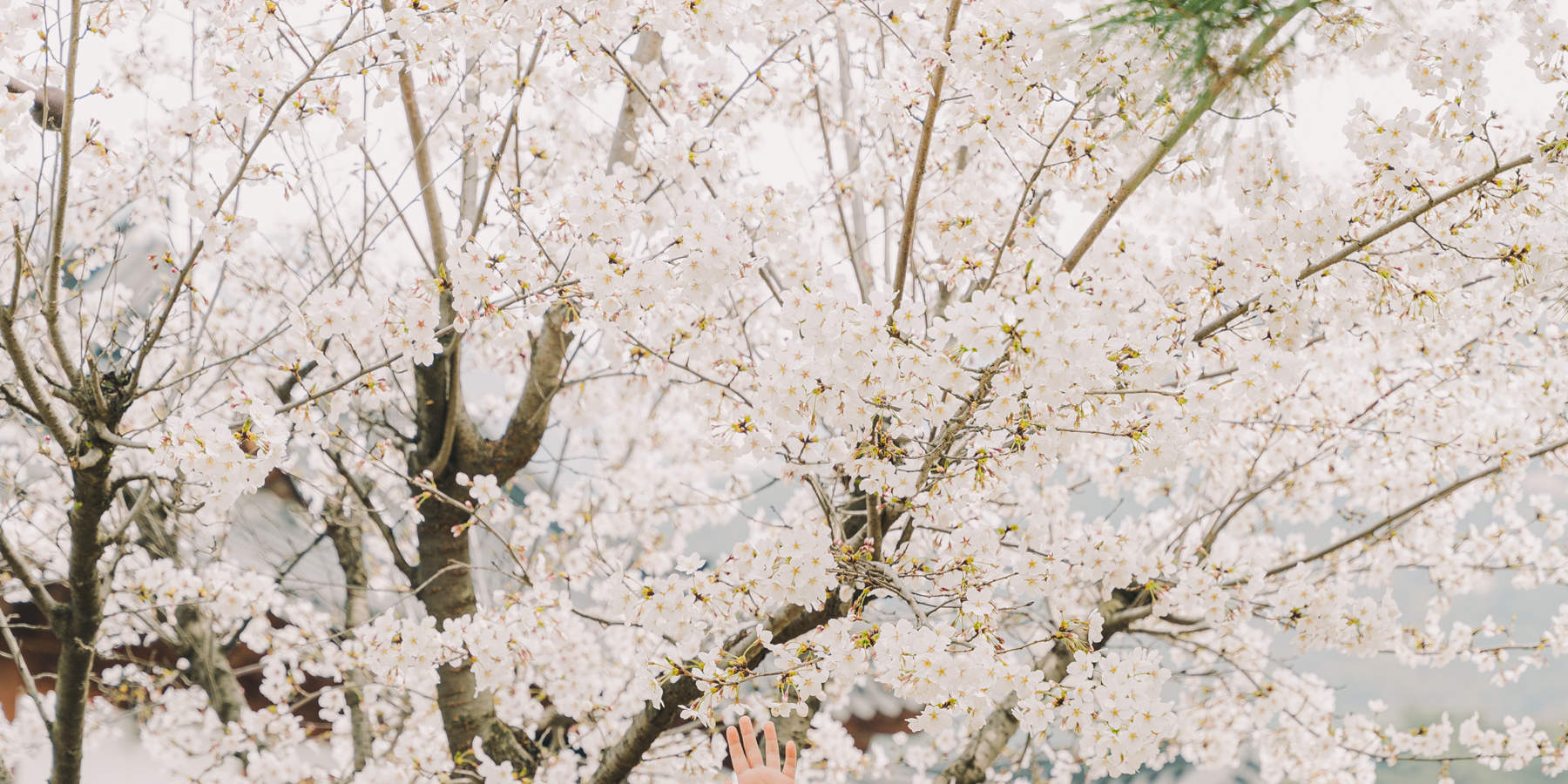 Scènes de Séoul : Expérience photographique