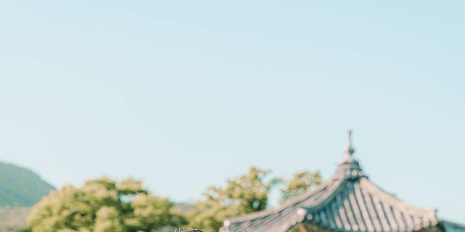 首爾風情：攝影體驗