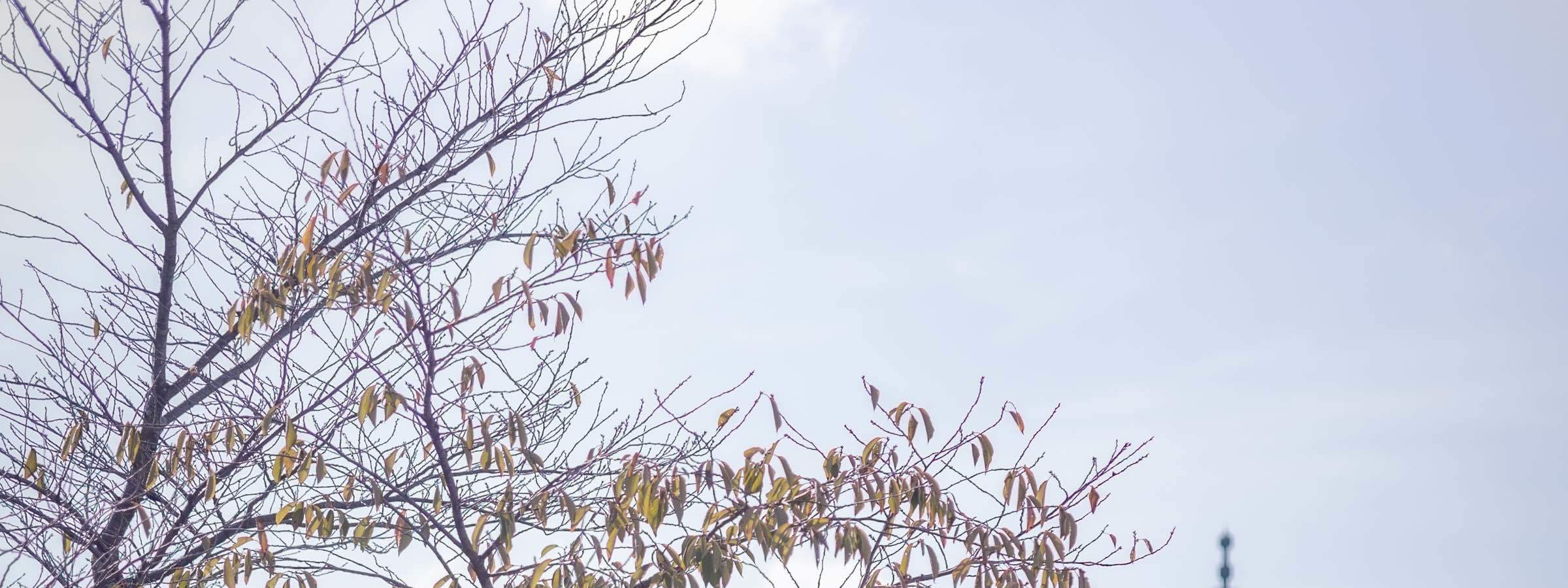 교토 사진 서비스