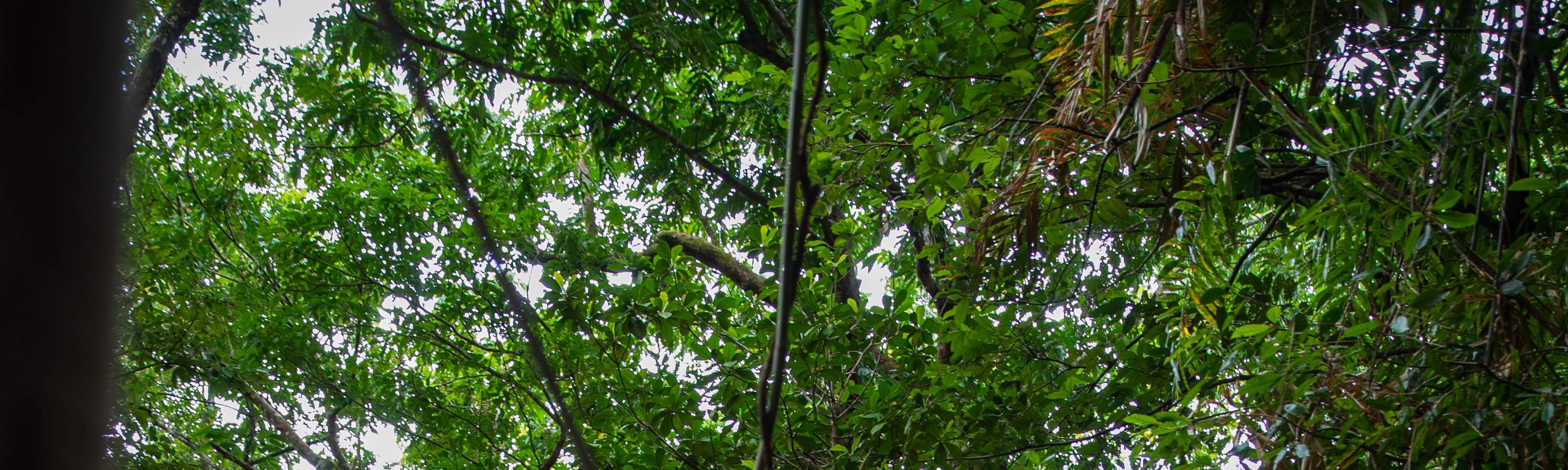 เดินป่า