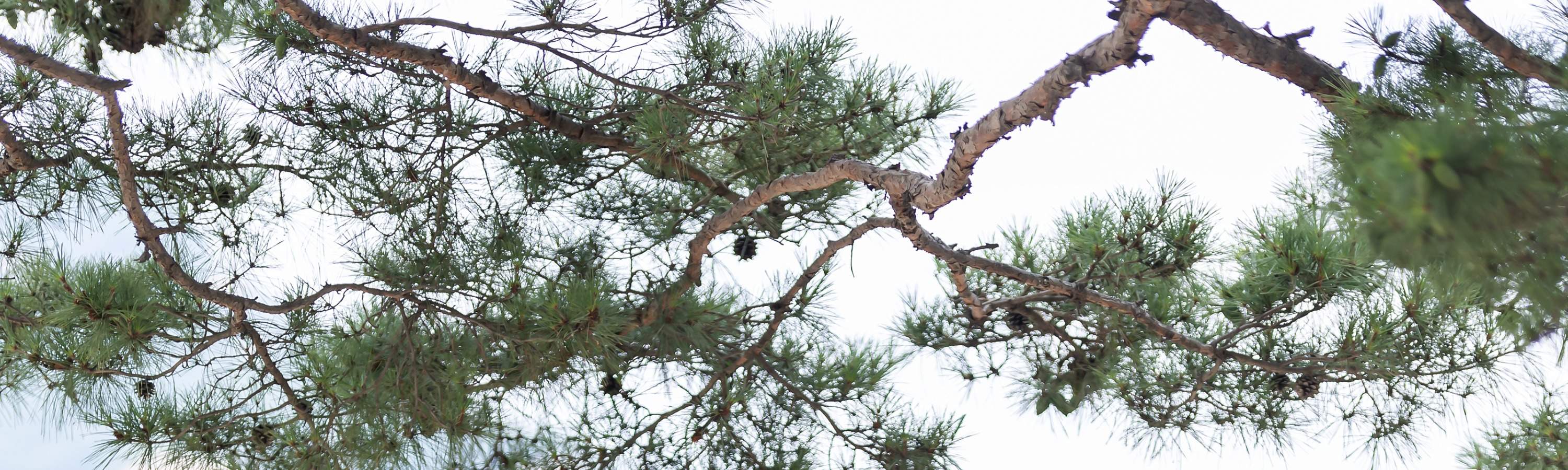 Sesión de Fotos de Lujo al Aire Libre (Con Maquillaje + Impresión de Foto)