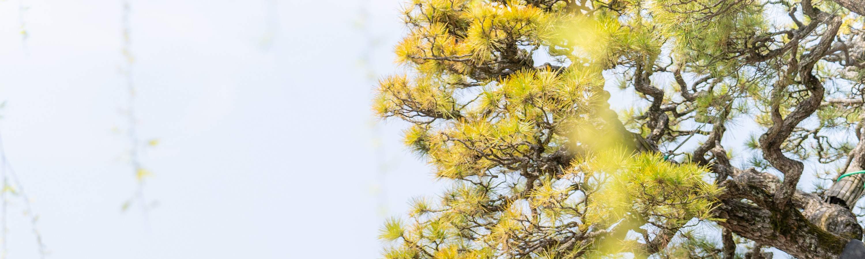 คุณจะได้สัมผัสประสบการณ์ทางวัฒนธรรมได้ทันทีที่ ไอวี่ สแควร์ (Ivy Square) และการสวมชุดกิโมโนที่ร้าน VASARA จะทำให้ประสบการณ์นั้นพิเศษยิ่งขึ้นไปอีก ไอวี่ สแควร์ (Ivy Square) เป็นพื้นที่ที่สวยงามใน: เขตเมืองเก่าคุราชิกิ บิคัง (Kurashiki Bikan District) และทุ