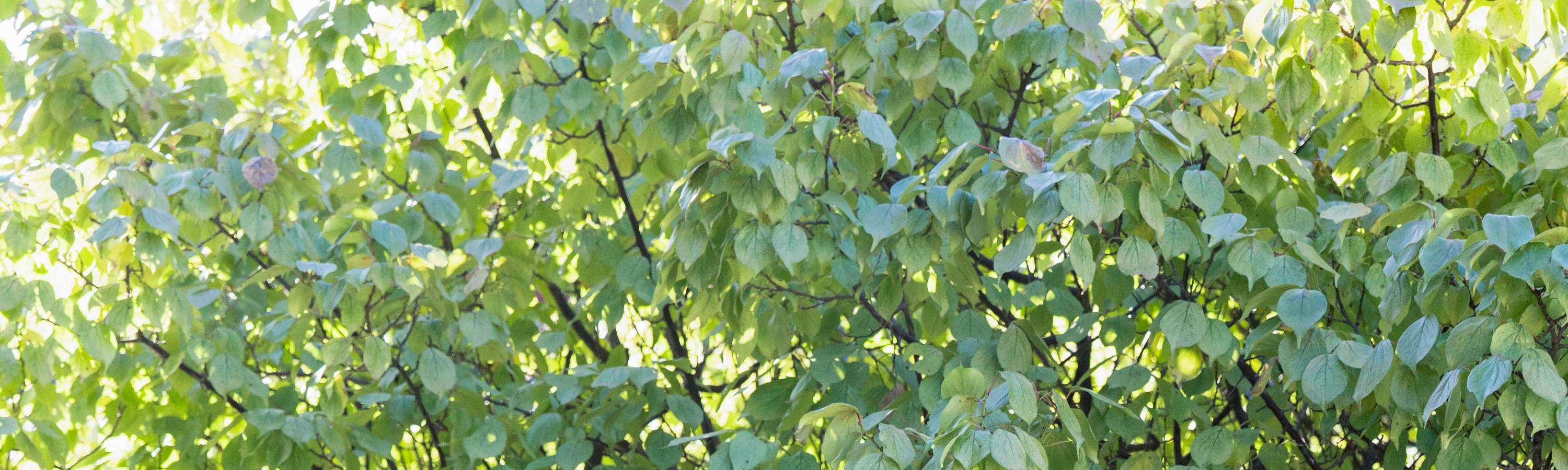 Esperienza di Noleggio Hanbok Jeju Queen's