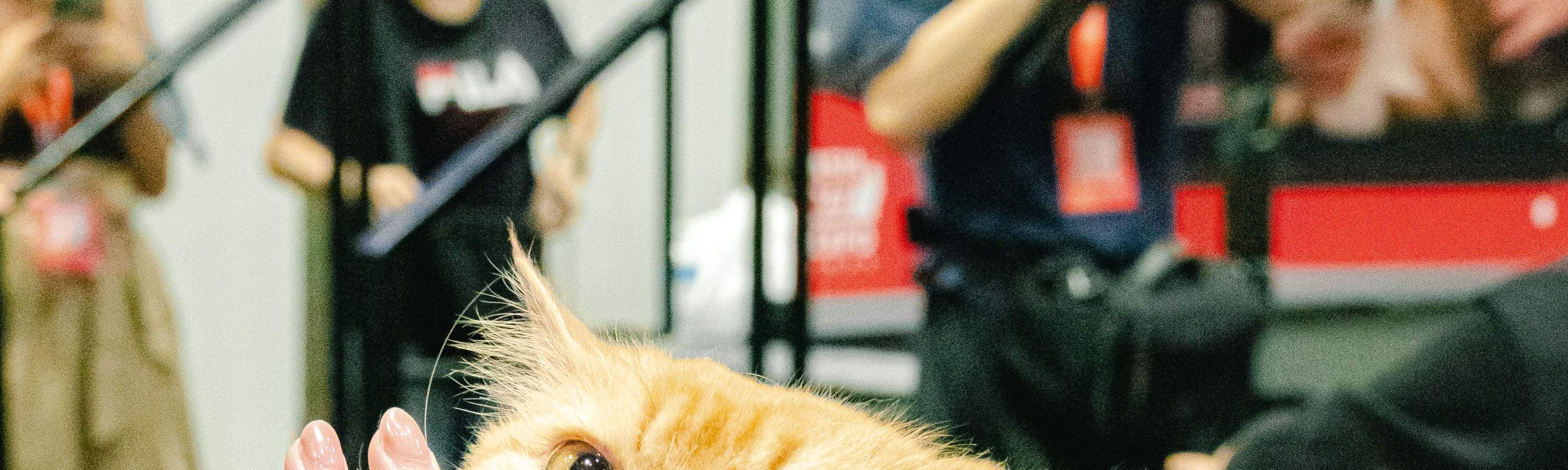Bring your furry felines to Asia Cat Expo 2024! Klook Singapore