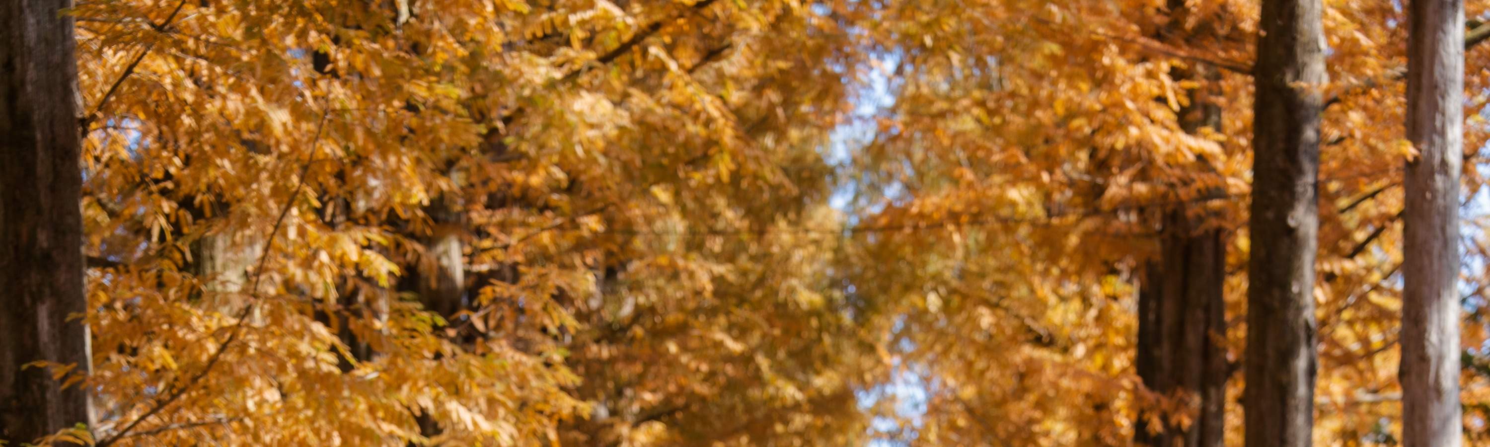 ต้นไม้บนเกาะนามิ