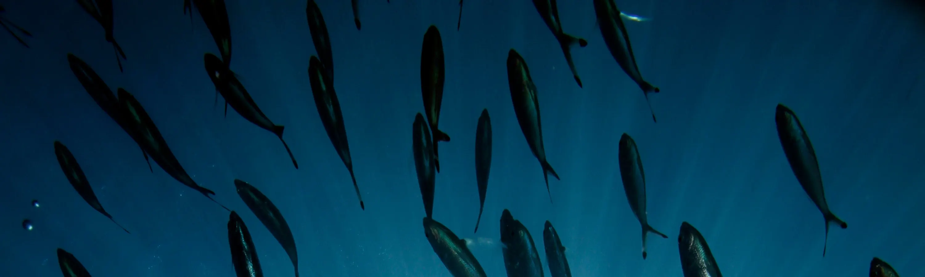 Witness the diverse marine life of Perhentian up close as you train for your Open Water Certification, preparing for unforgettable underwater encounters