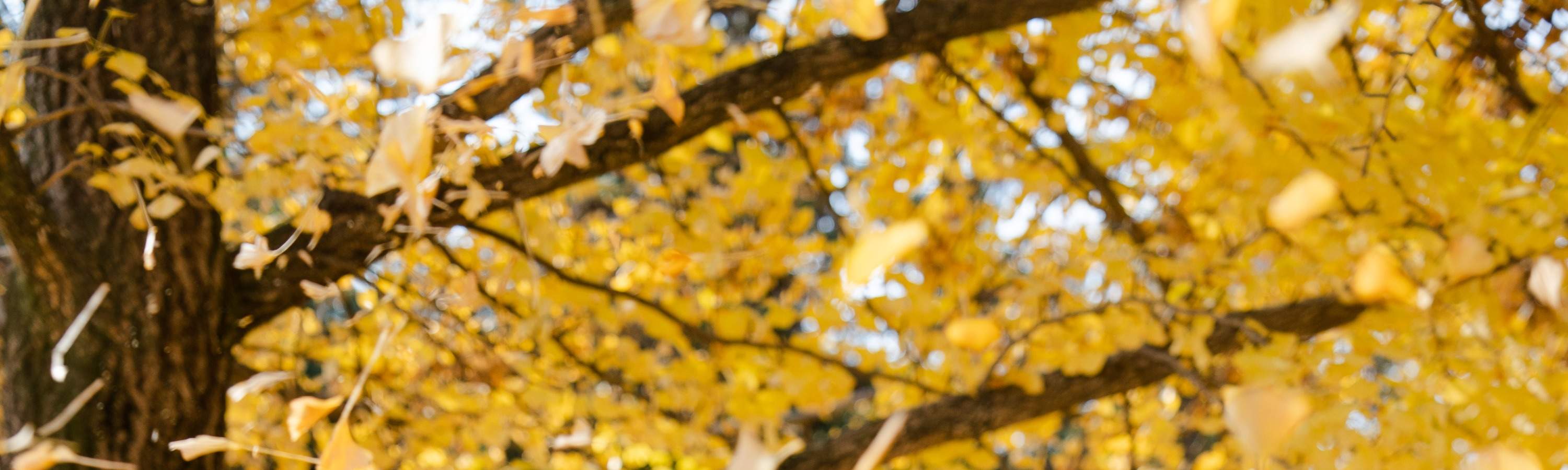 ถ่ายรูปเกาะนามิ