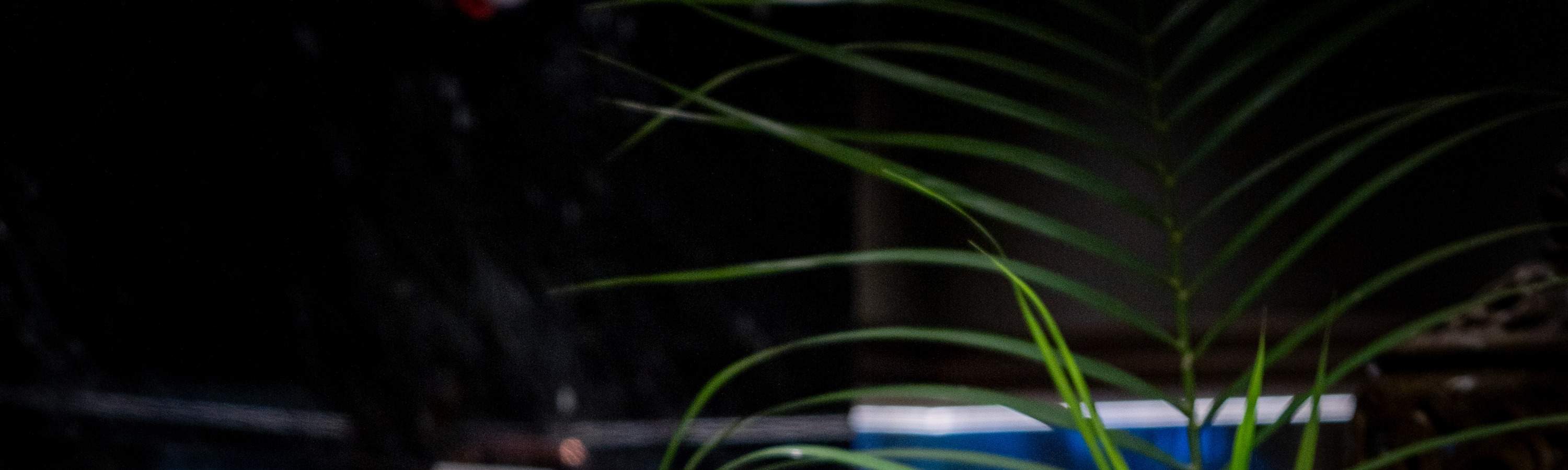 ビュッフェディナーフードプロモーション