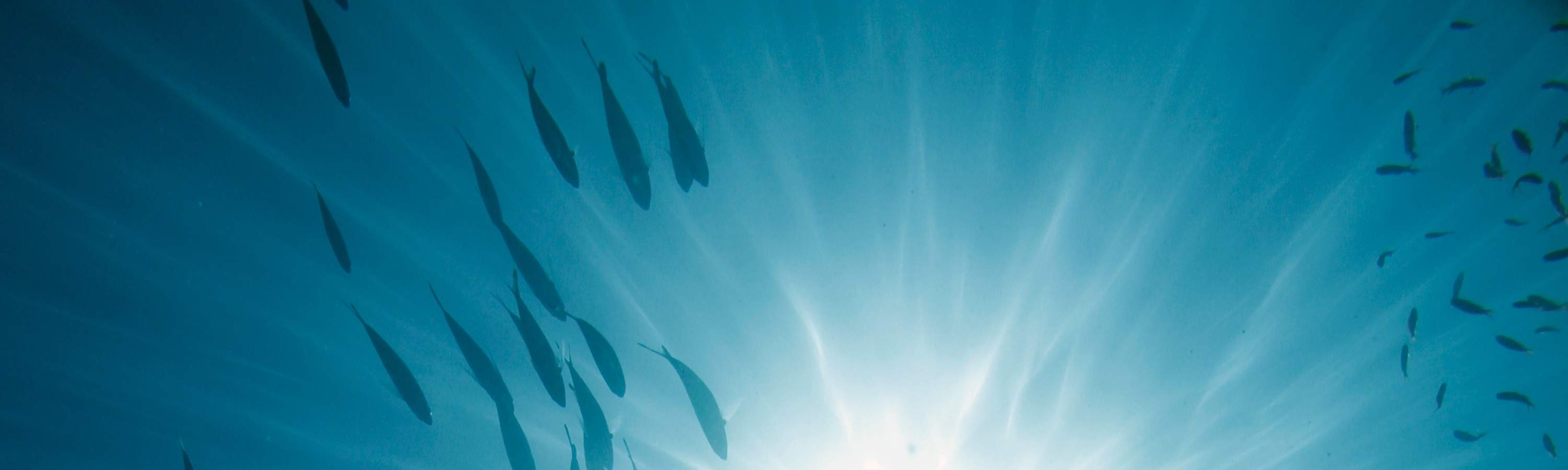 トゥンク・アブドゥル・ラーマン公園で、探検と驚きに満ちた充実した1日をお過ごしください。