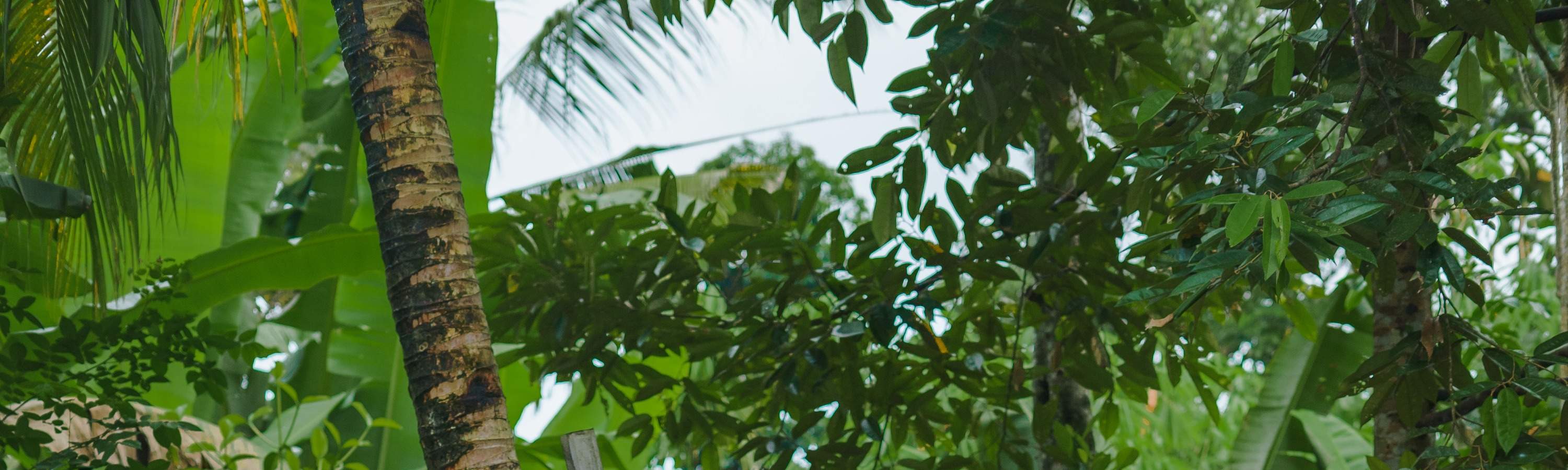 Viaggio di guarigione balinese, corso di cucina, ciclismo o esperienza di vita balinese al Bali Rural Commune