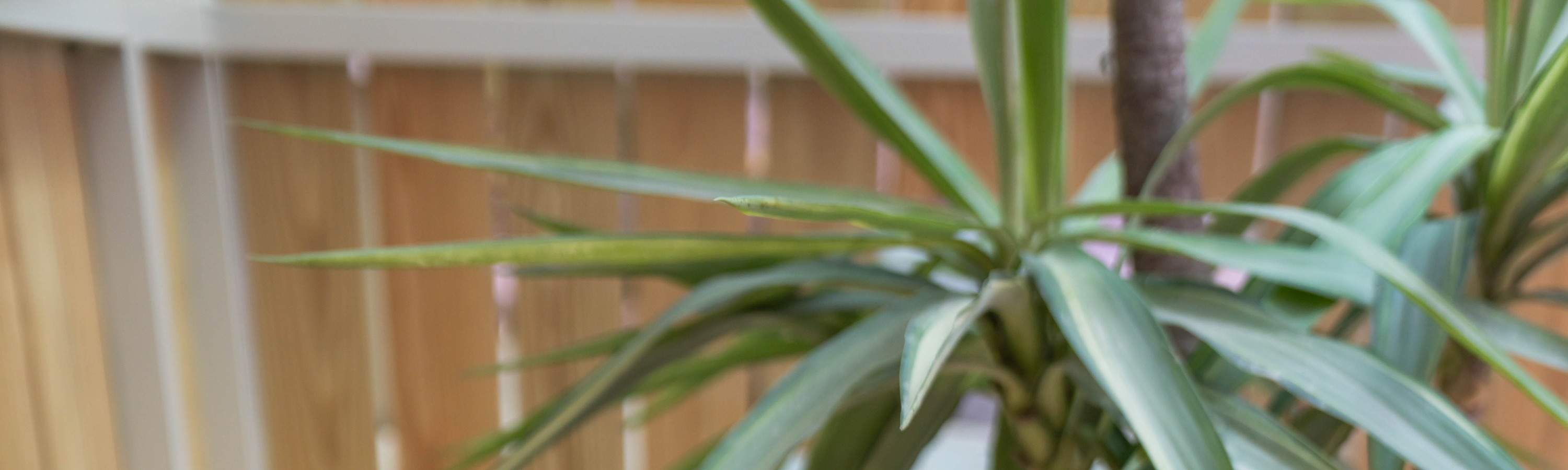 Театр «Звездный лес мечты»