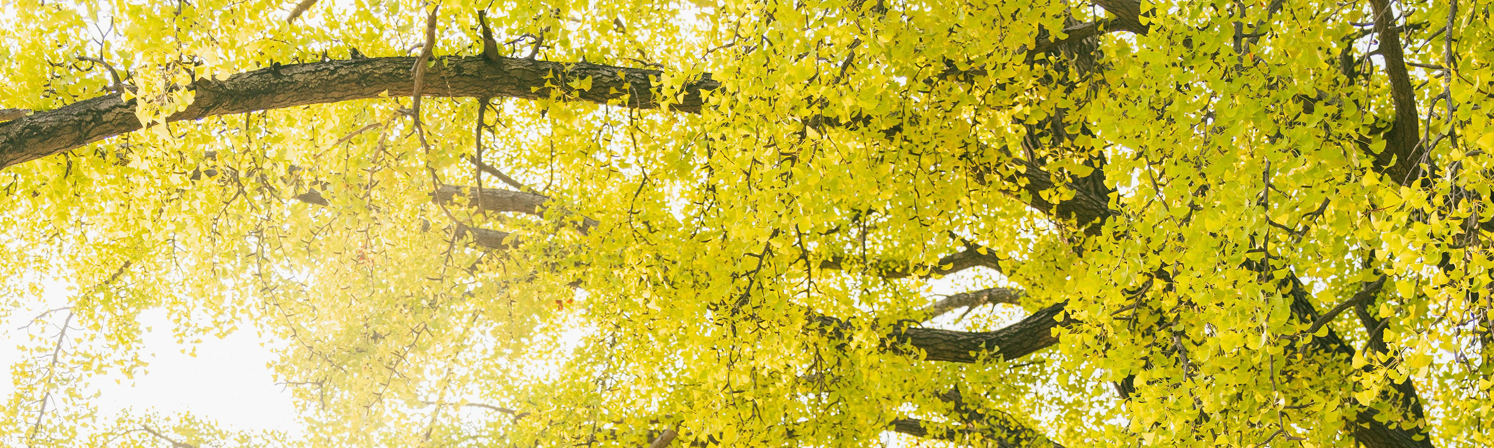 Esperienza di Servizio Fotografico e Video a Seoul