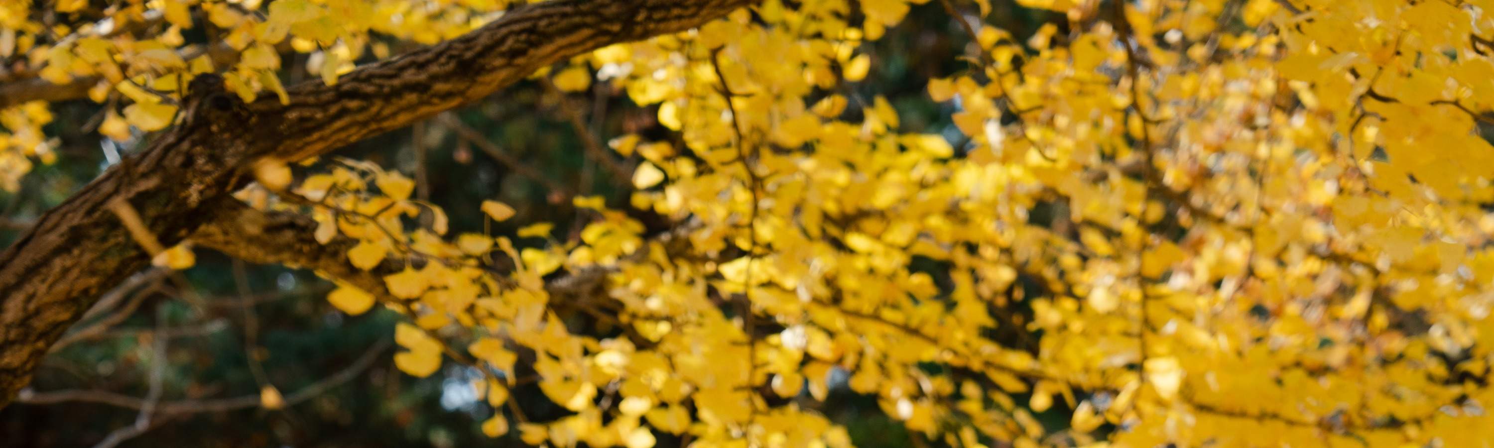 snapphoto in nami island
