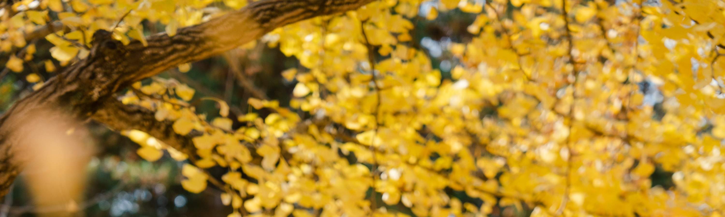 ถ่ายรูปเกาหลี