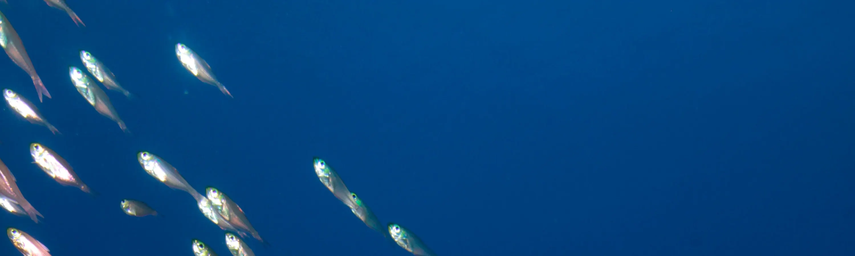 PADI 潜水