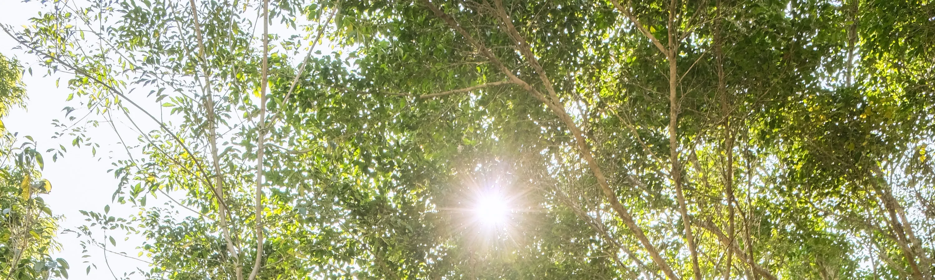 静月居