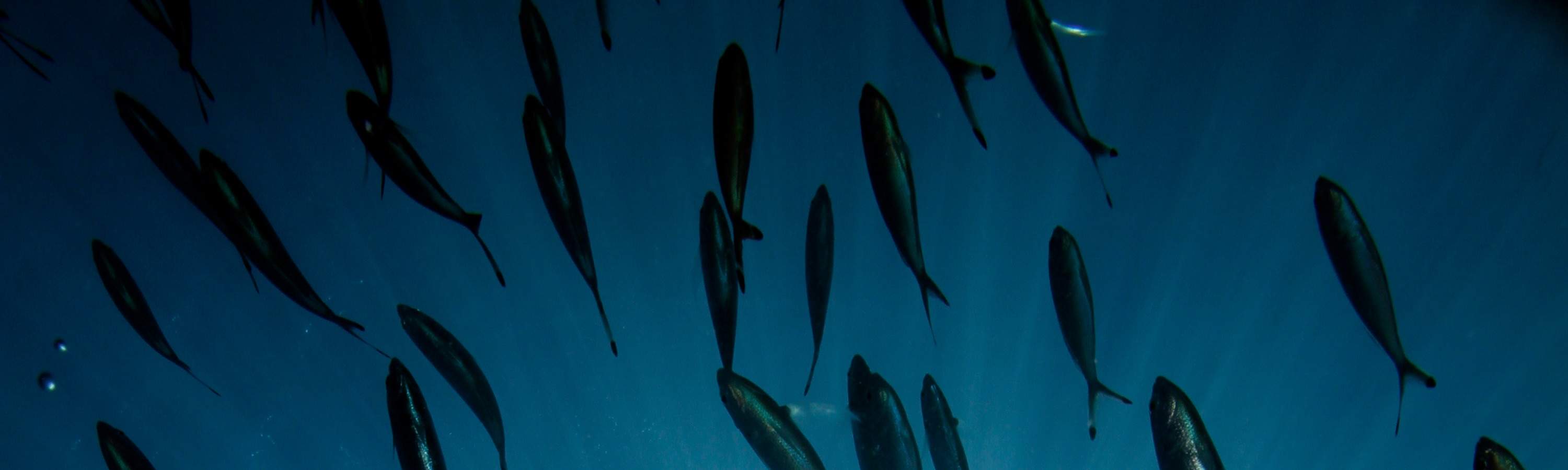 参加我们的水肺潜水复习课程，捕捉潜水员重返，重新发现停泊岛海洋王国的魔力时的兴奋之情。