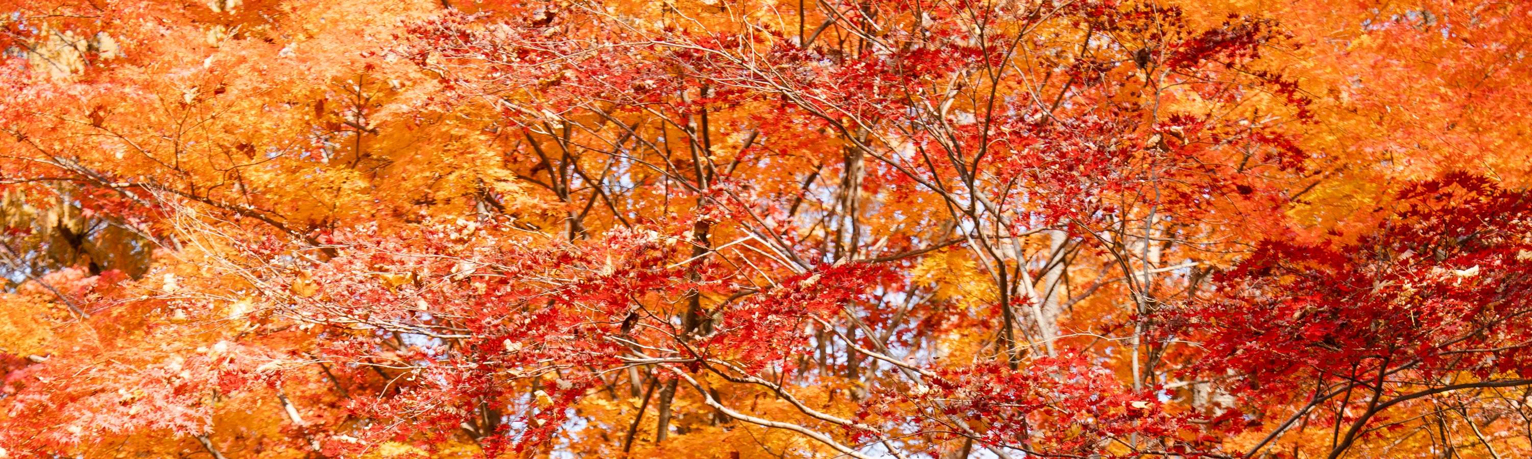 maple trees