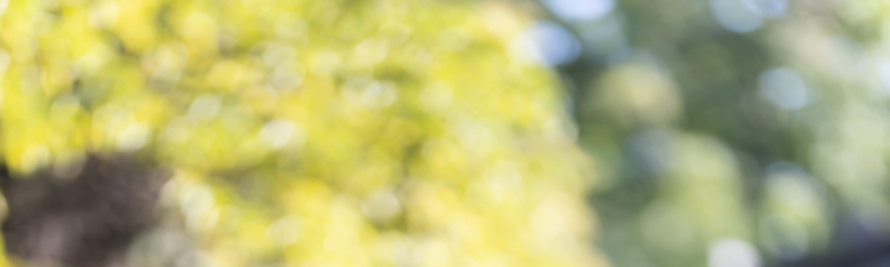 Sesión de Fotos de Lujo al Aire Libre (Con Maquillaje + Impresión de Foto)