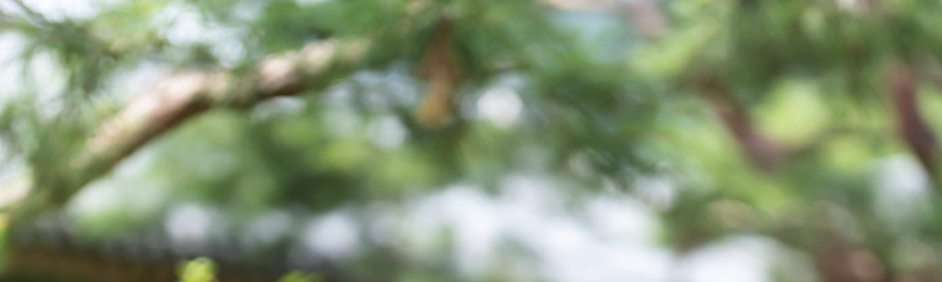 贅沢な屋外写真撮影（メイクアップ＋写真プリント付き）