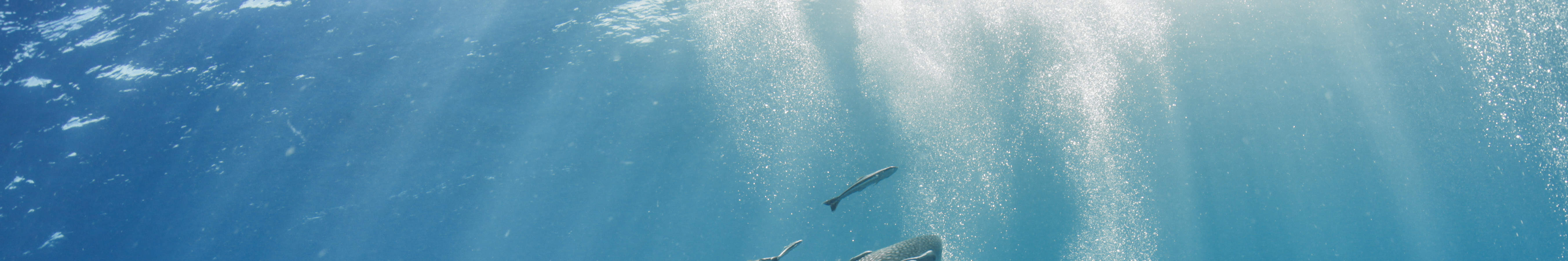 Perjalanan Menyelam Setengah Hari