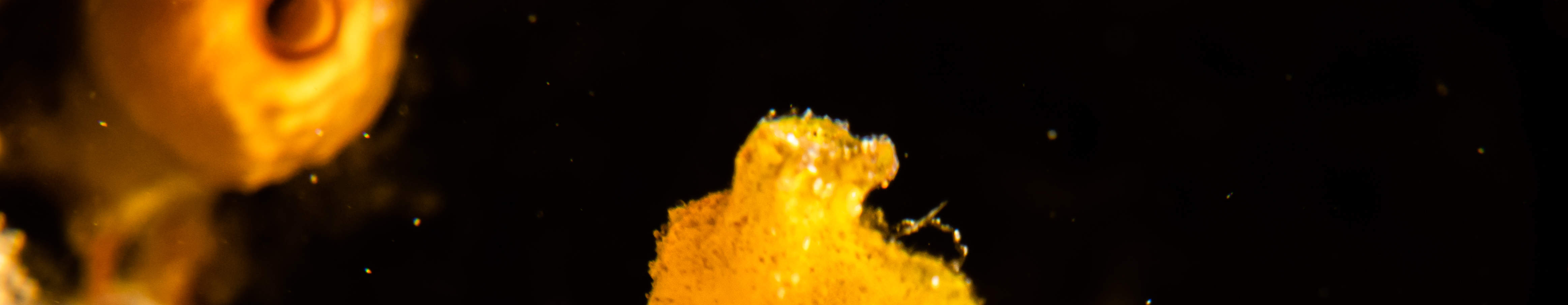 Forfait Plongée Macro Lover