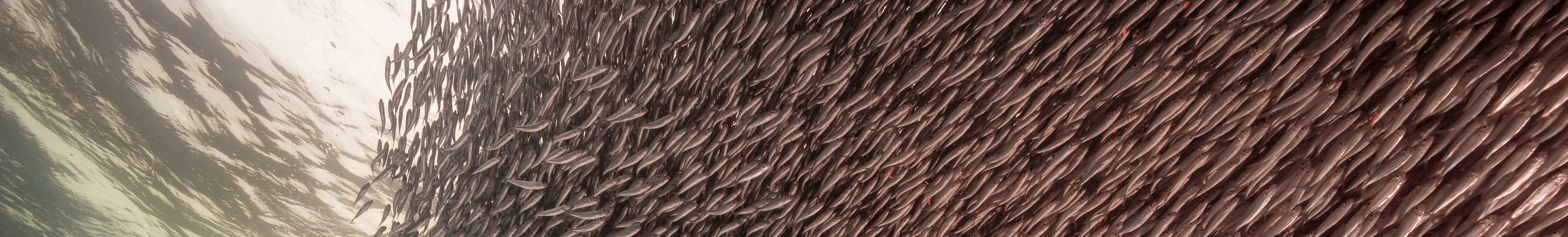 PADI Open Water Diver (E-learning)