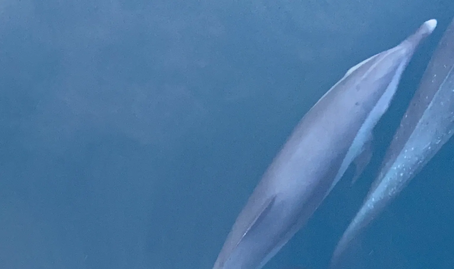 与海豚一同追浪