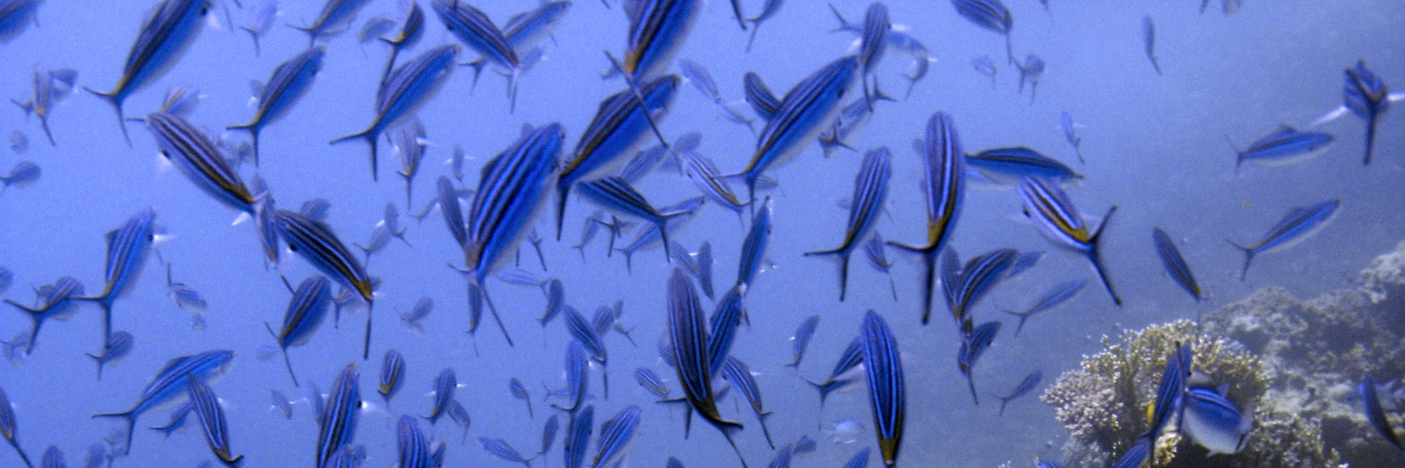 Begeben Sie sich auf ein Tauchabenteuer mit dem Discover Scuba Diving (DSD) Kurs in Cebu – ein unvergesslicher Einstieg in die Unterwasserwelt.