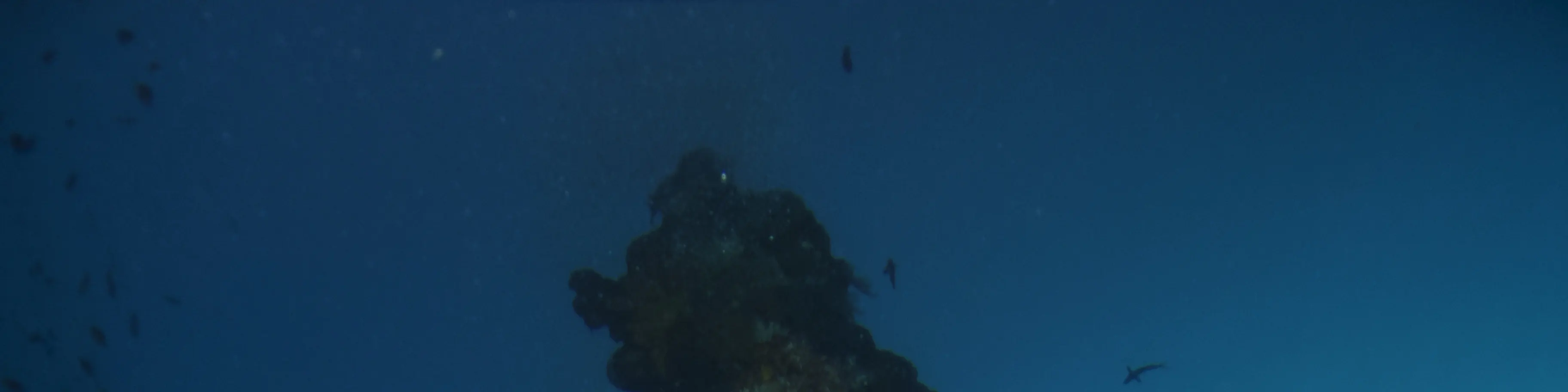 在 USAT Liberty Wreck Tulamben 进行 2 次潜水