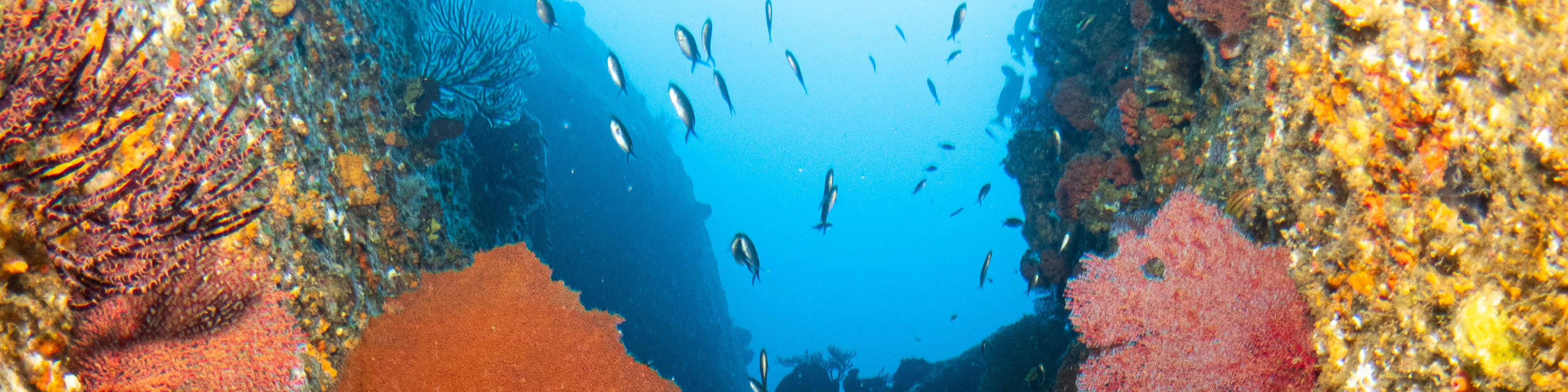 매크로 러버 다이브 패키지